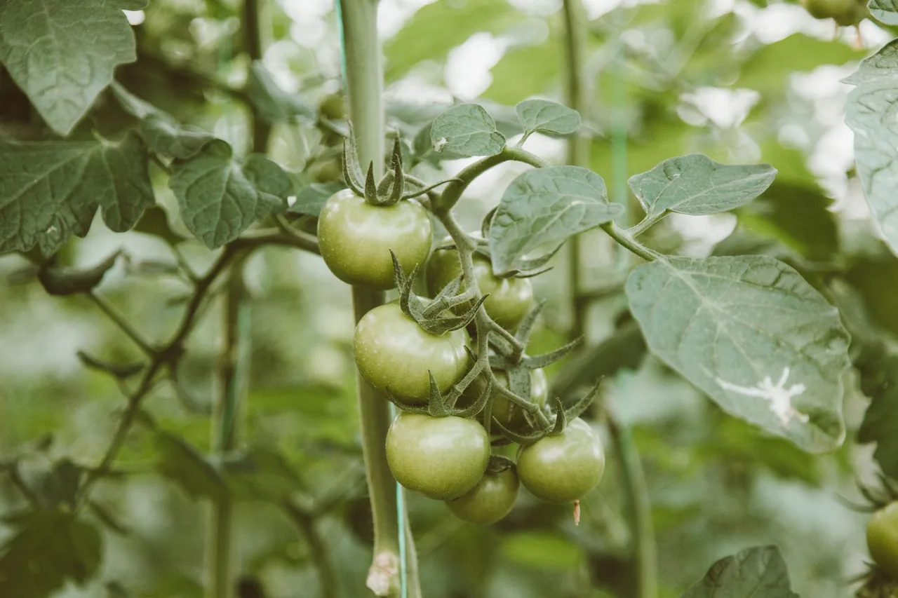 Choroby pomidorów — brunatne plamy zarazy na liściach krzaka