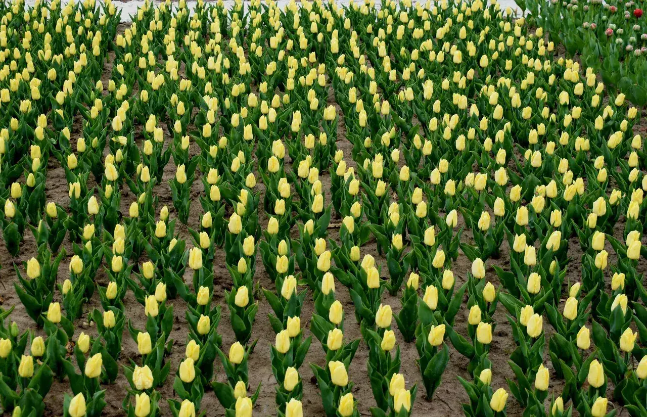 Sadzenie cebulek tulipanów jesienią