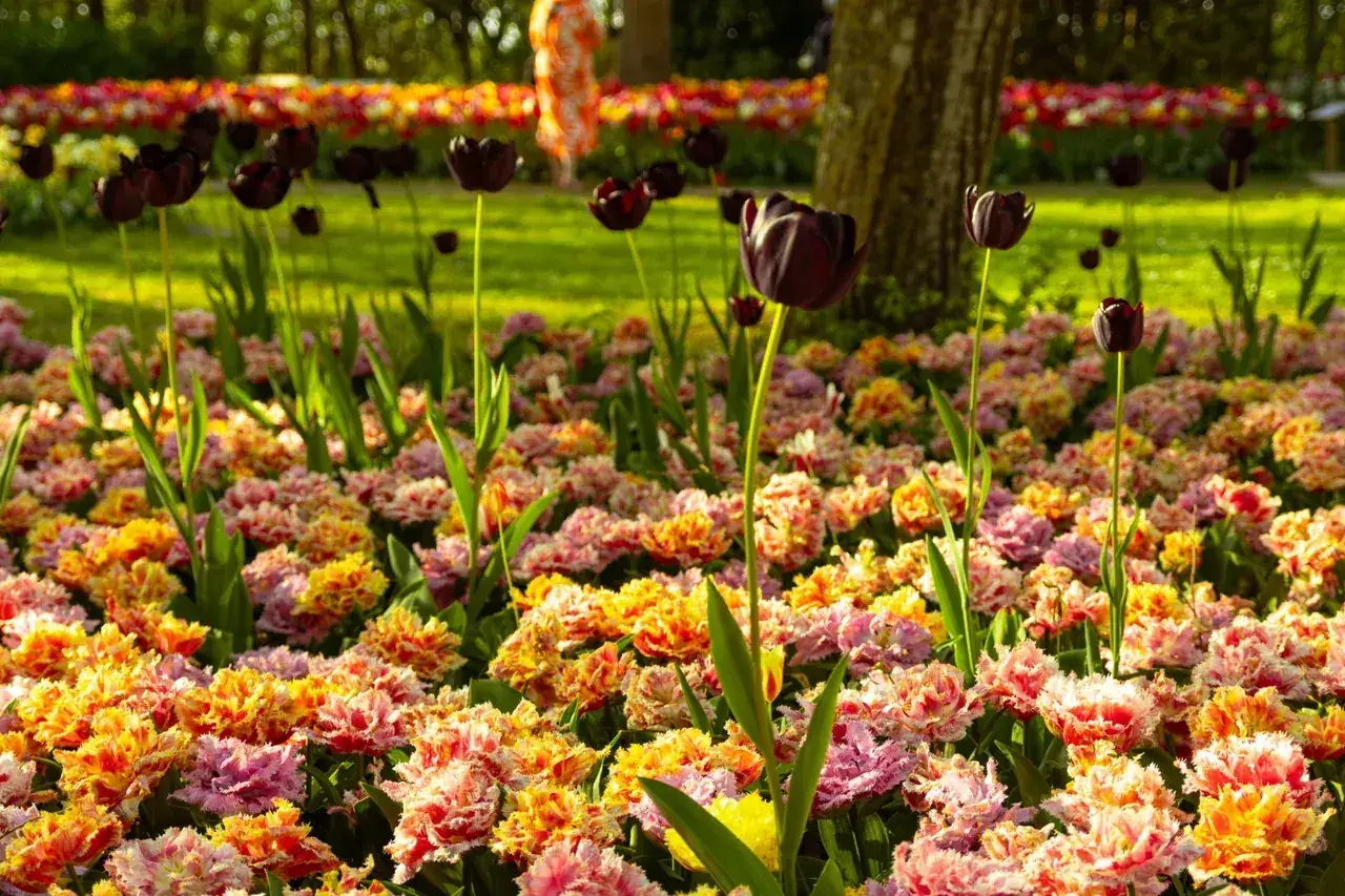 Cebulki kwiatów sadzone jesienią