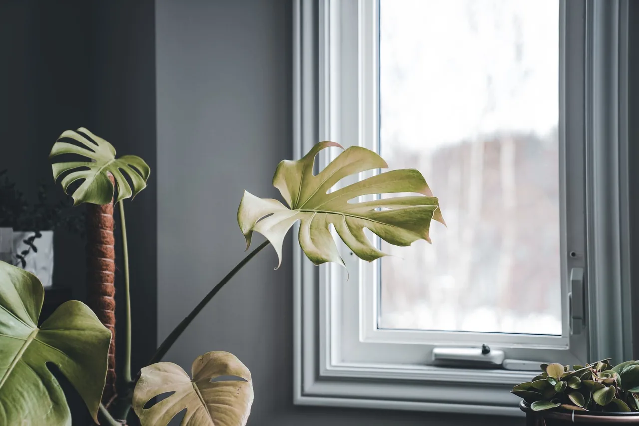 Monstera dziurawa w jasnym wnętrzu